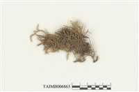 藏品(鈴木頂苞苔)的圖片